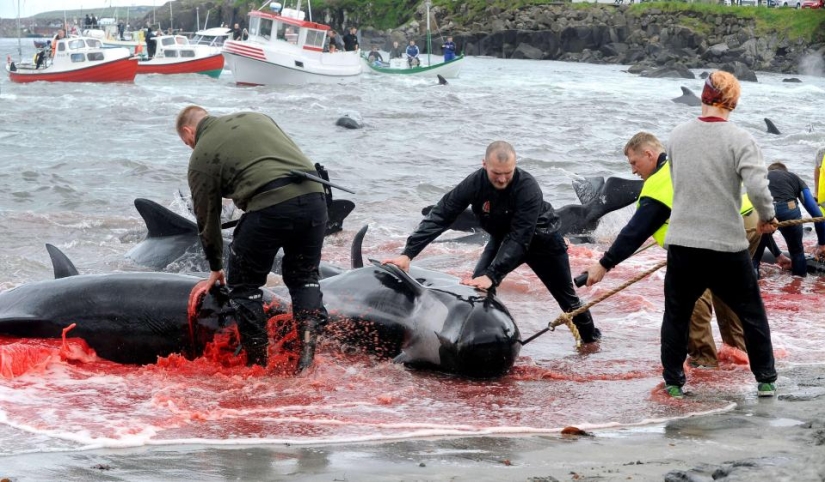 On the bloody shores: the Faroese again brutally kill hundreds of dolphins