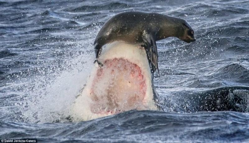 On the verge of death - a happy day for a seal