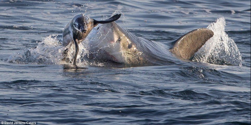 On the verge of death - a happy day for a seal