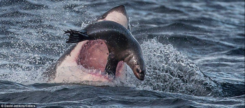 On the verge of death - a happy day for a seal