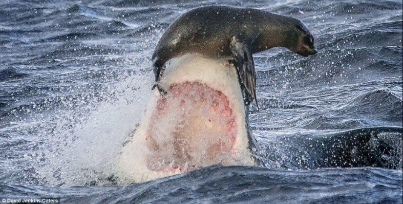 On the verge of death - a happy day for a seal