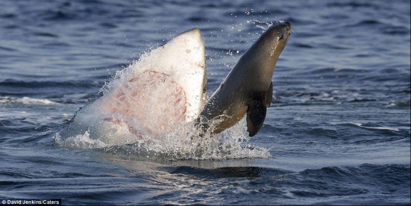 On the verge of death - a happy day for a seal