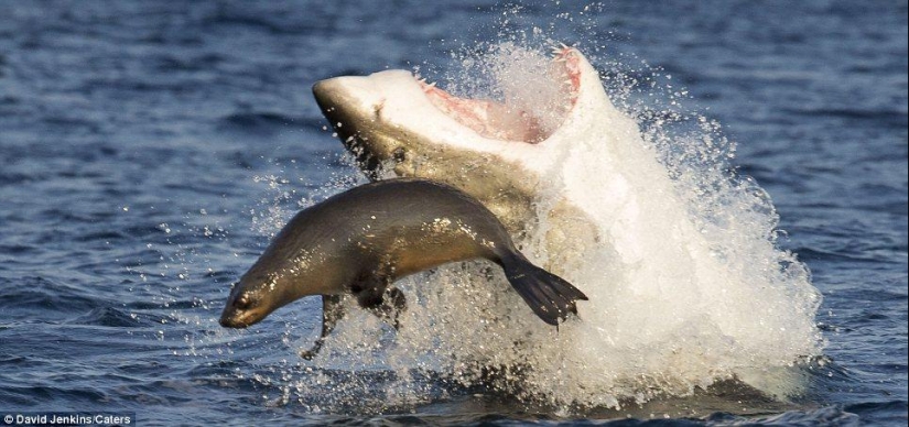 On the verge of death - a happy day for a seal