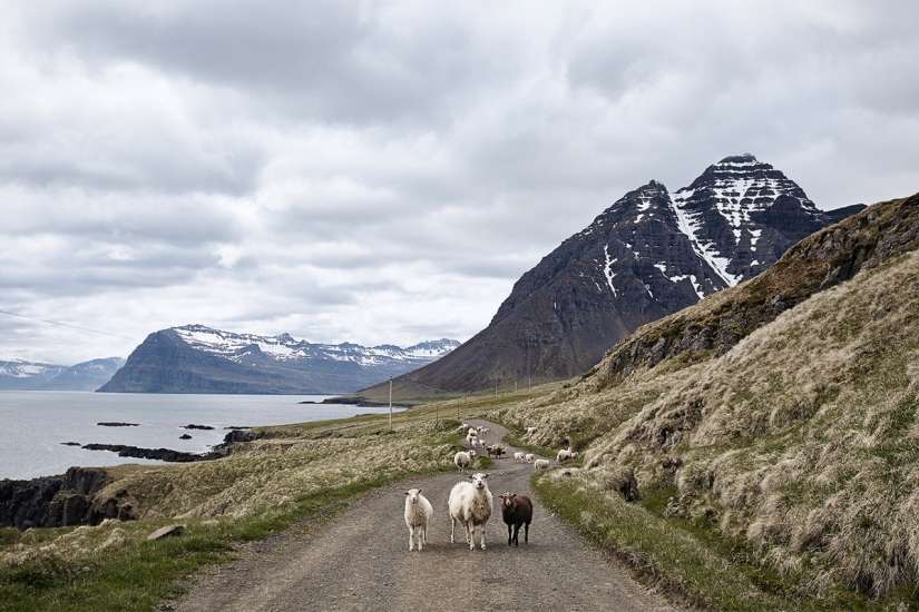 One day in the life of a sheep farm on the edge of Iceland