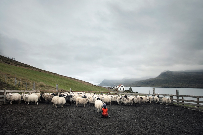 One day in the life of a sheep farm on the edge of Iceland