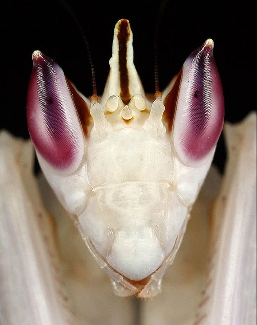 orchid praying mantis