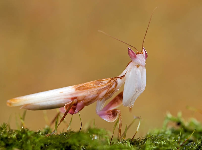 orchid praying mantis