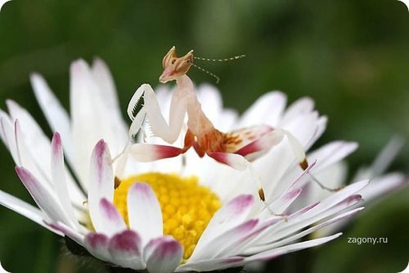 orchid praying mantis