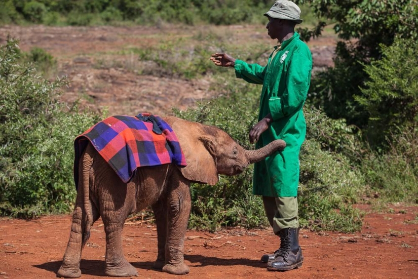 Orfanato de elefantes en Kenia