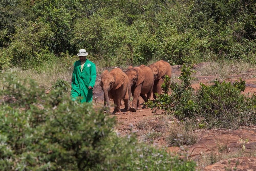 Orfanato de elefantes en Kenia
