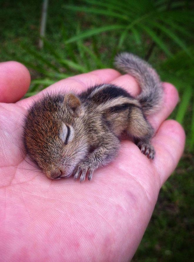 Orphan squirrel and director are best friends