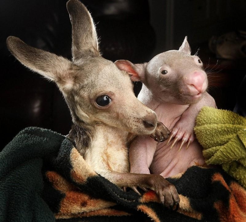 Orphans wombat and kangaroo become best friends