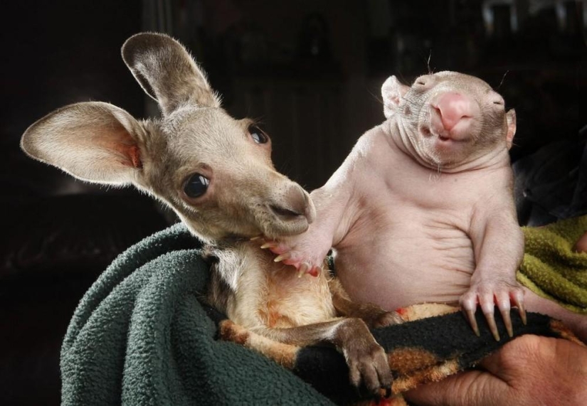 Orphans wombat and kangaroo become best friends