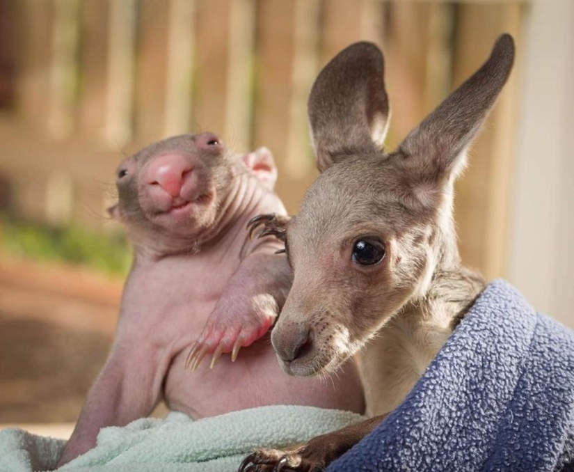 Orphans wombat and kangaroo become best friends