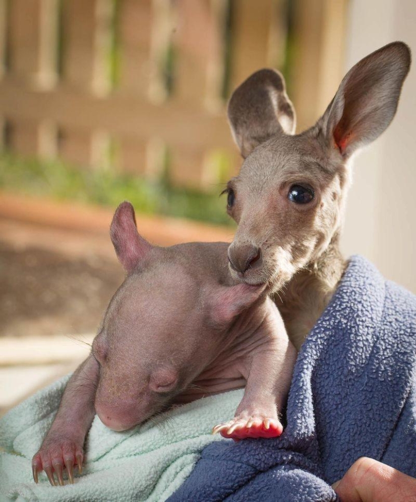 Orphans wombat and kangaroo become best friends