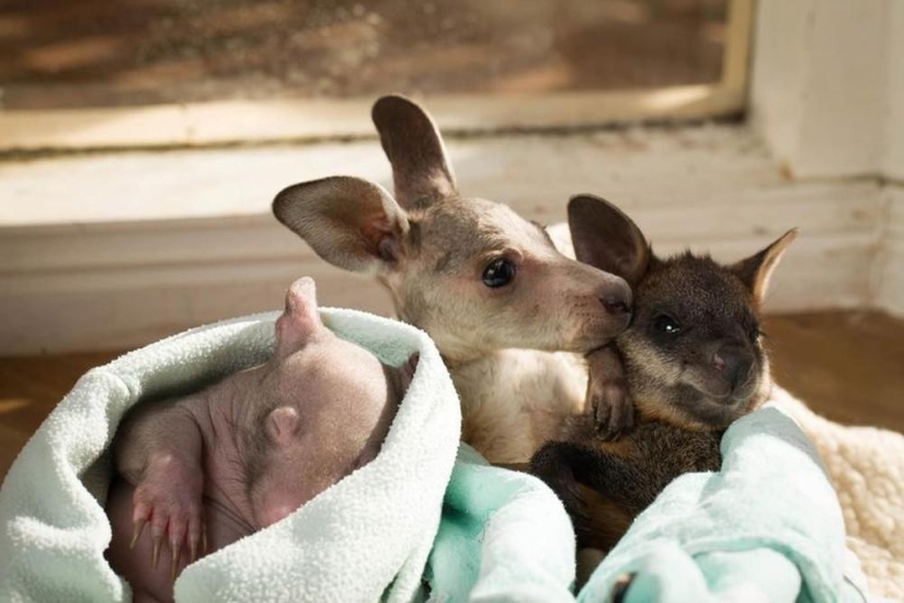 Orphans wombat and kangaroo become best friends