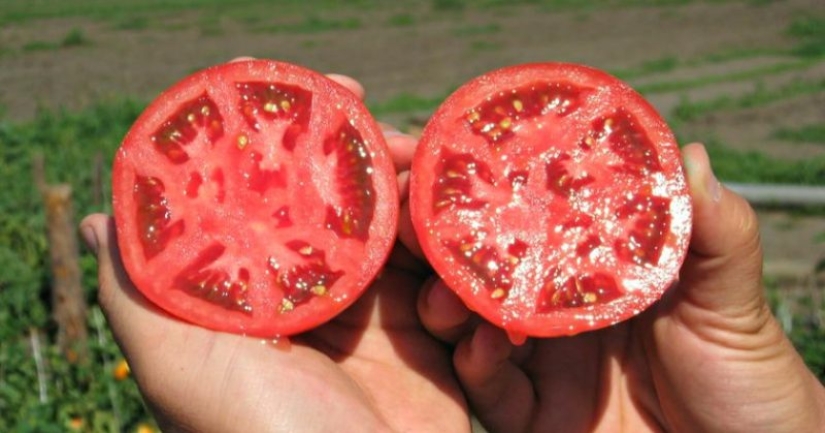 ¡Os asombraréis, pero los pepinos y los tomates no pertenecen hortalizas!