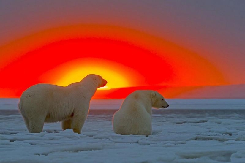 Osos polares y una magnífica puesta de sol en Alaska