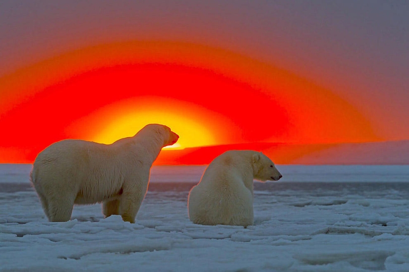 Osos polares y una magnífica puesta de sol en Alaska