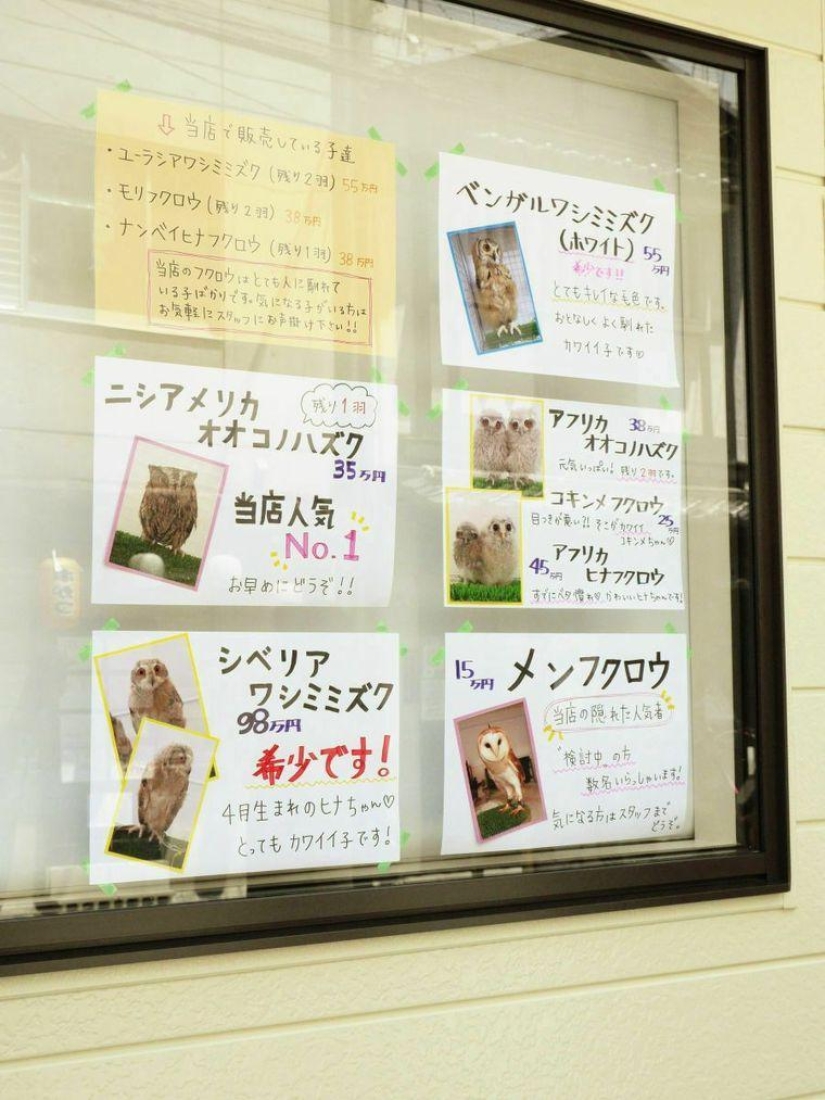 Owl café abre en Japón
