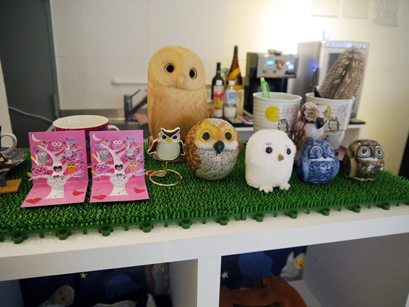 Owl café abre en Japón