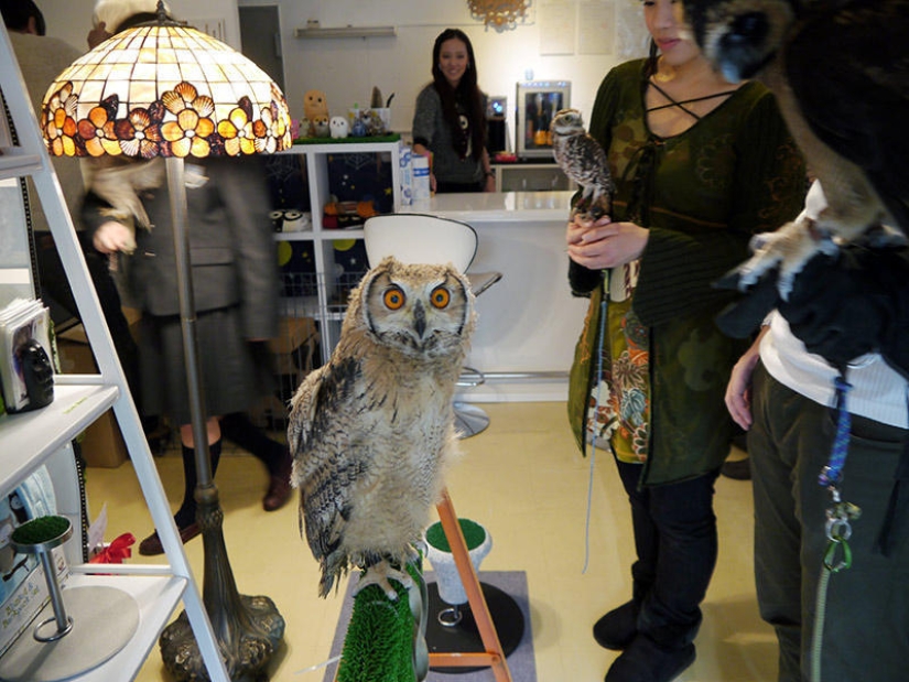 Owl café opens in Japan