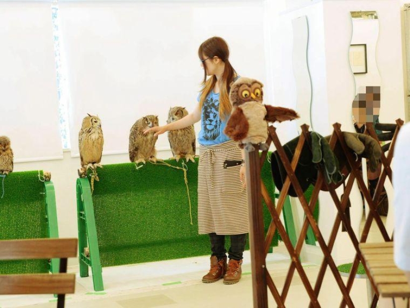 Owl café opens in Japan