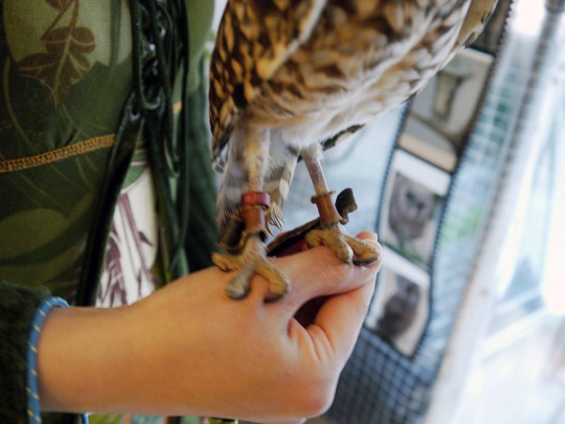 Owl café opens in Japan