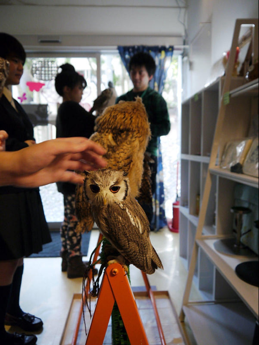 Owl café opens in Japan