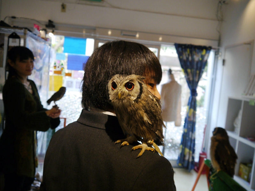 Owl café opens in Japan