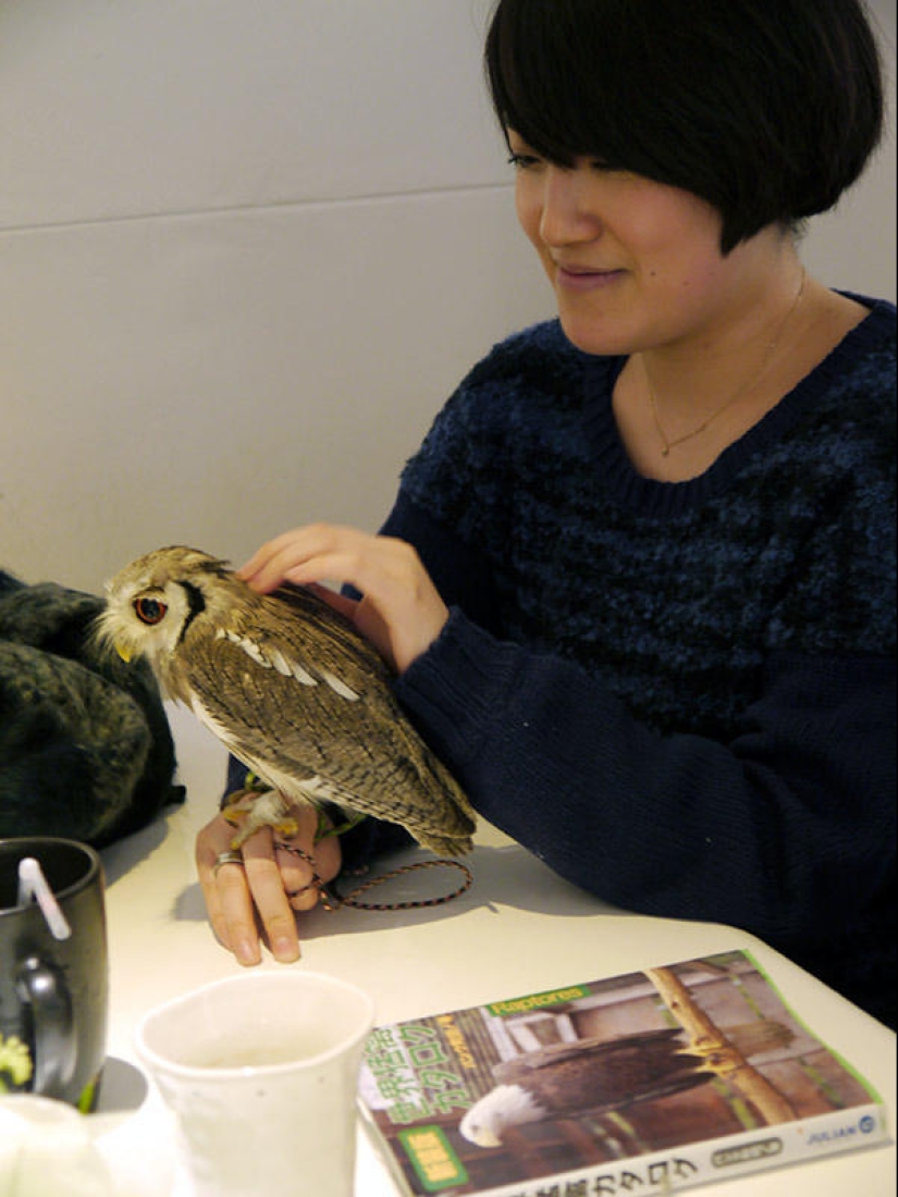 Owl café opens in Japan