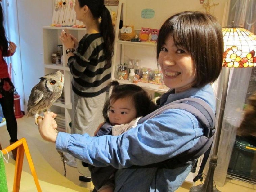 Owl café opens in Japan