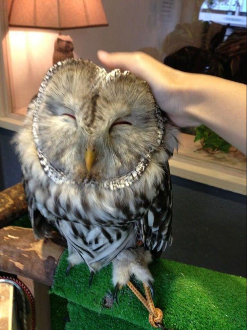 Owl café opens in Japan