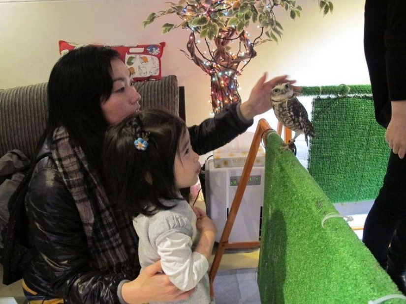 Owl café opens in Japan