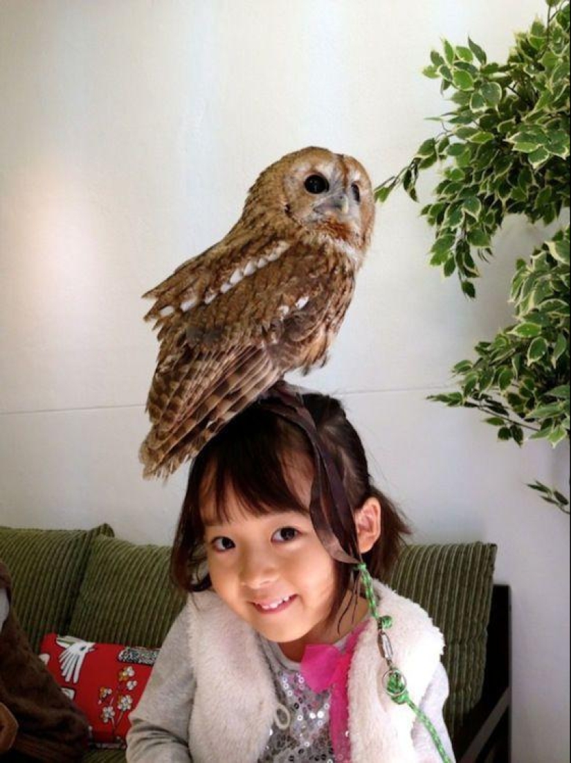 Owl café opens in Japan