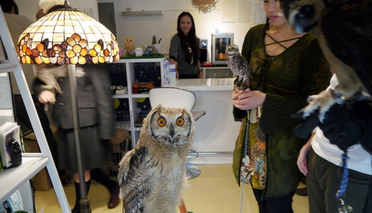 Owl café opens in Japan