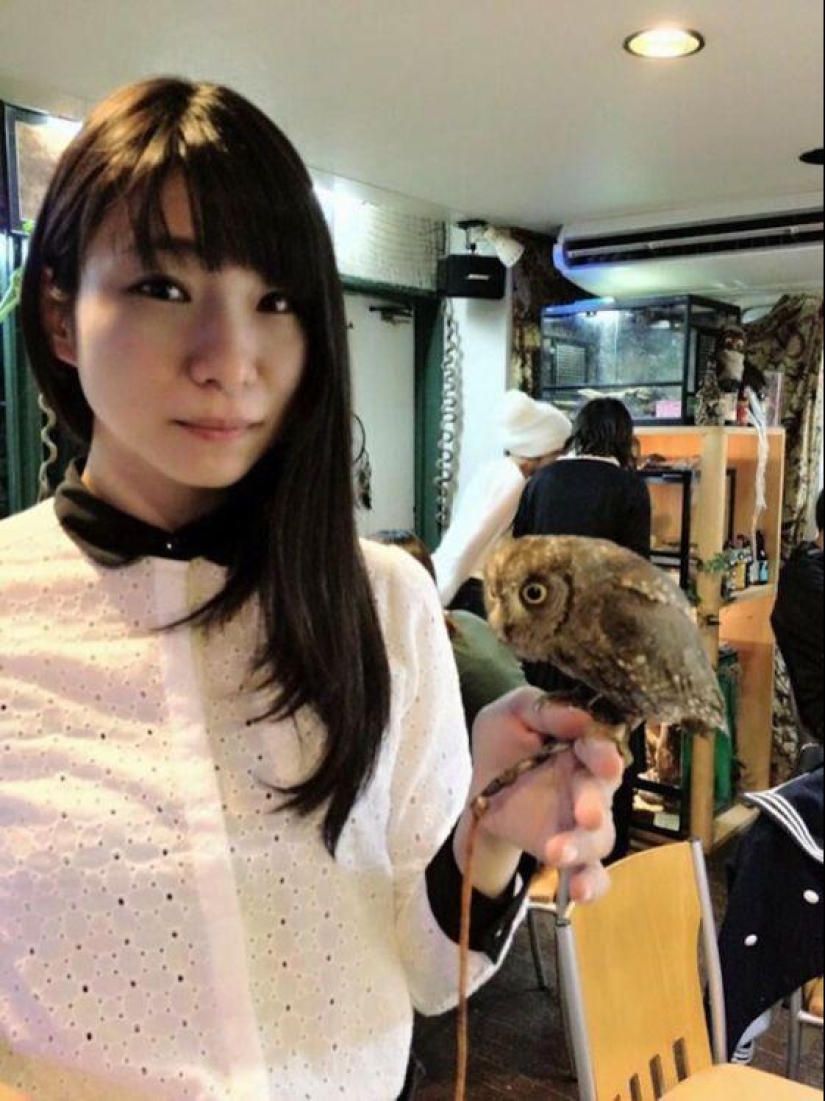 Owl café opens in Japan