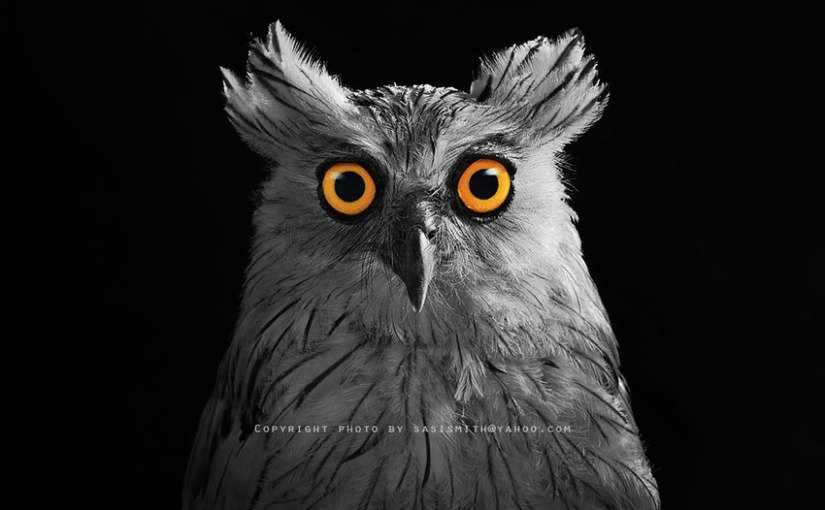 Owl Mystery
