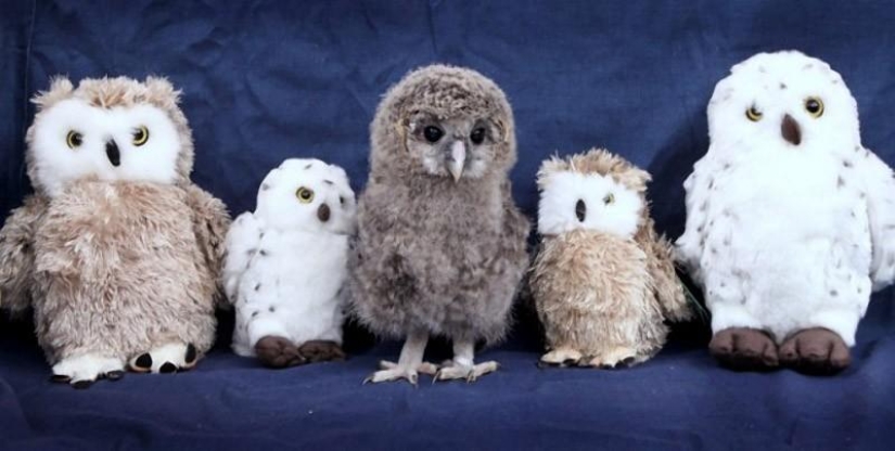 Owlet Tomsk and his plush friends