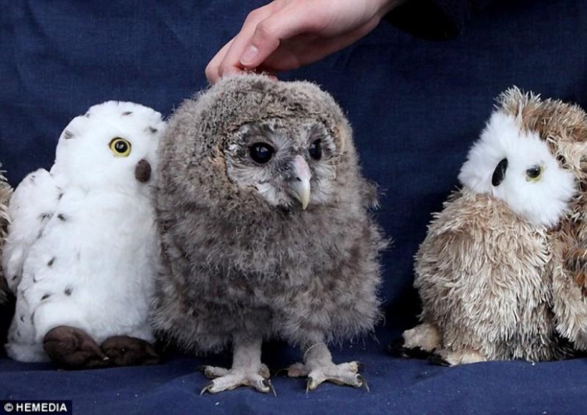 Owlet Tomsk and his plush friends