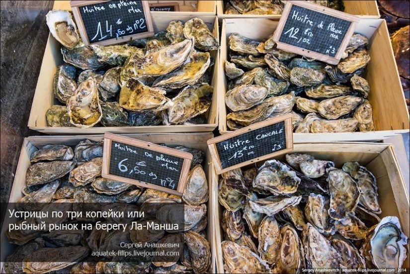 Oysters for three kopecks or a fish market on the shores of the English Channel