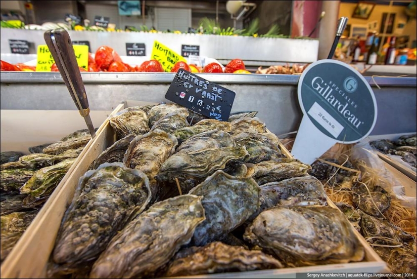 Oysters for three kopecks or a fish market on the shores of the English Channel