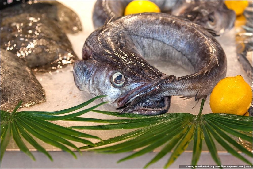 Oysters for three kopecks or a fish market on the shores of the English Channel