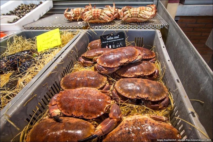 Oysters for three kopecks or a fish market on the shores of the English Channel