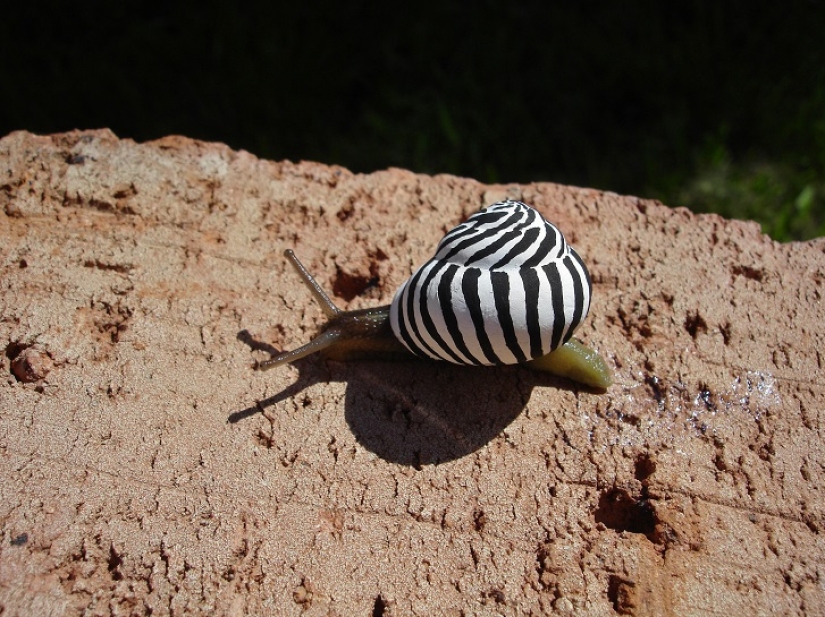 Painted snails - mobile gallery!