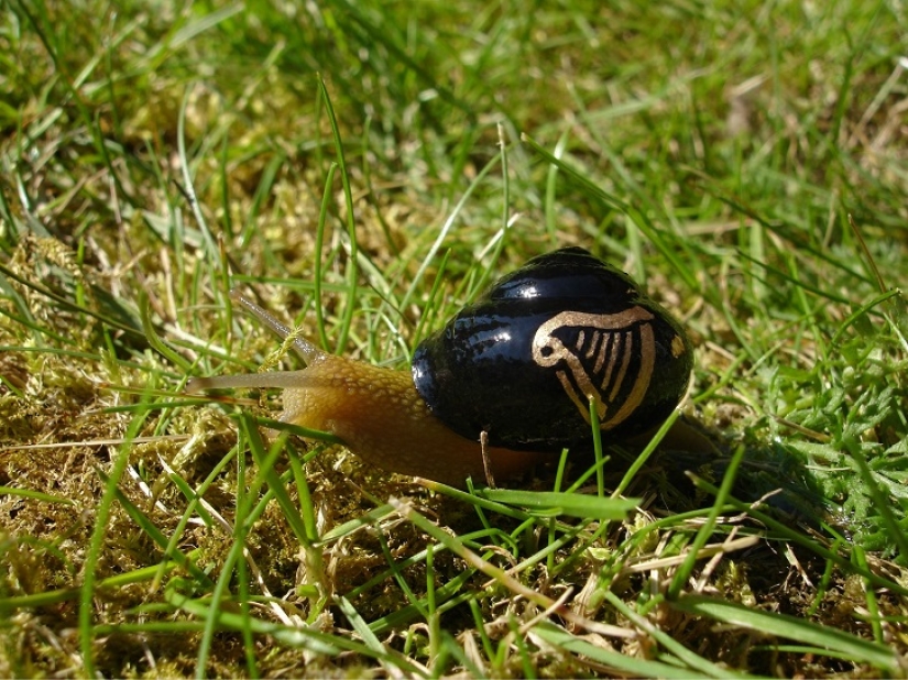 Painted snails - mobile gallery!