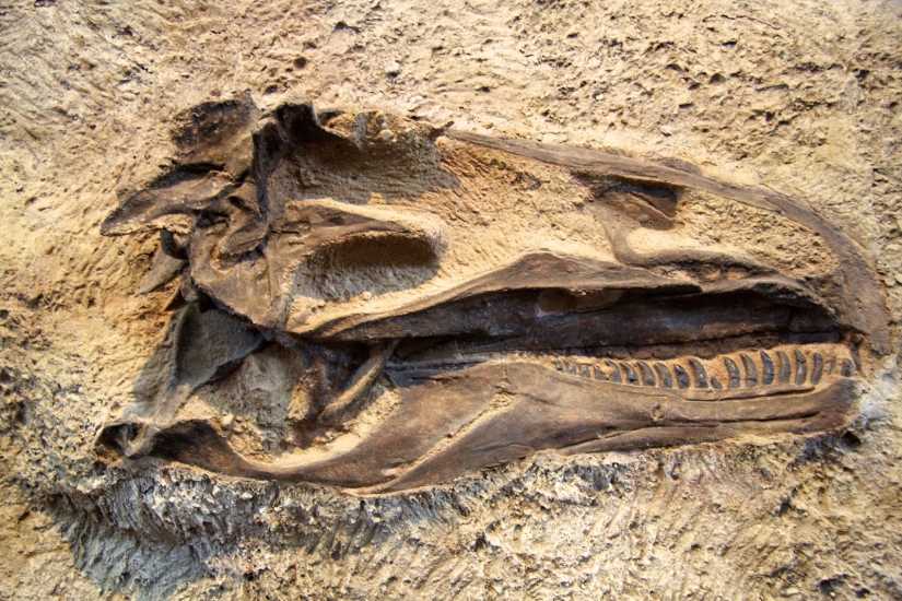 Paleontólogos han desenterrado un dinosaurio del tamaño de un Boeing 737 en la Patagonia