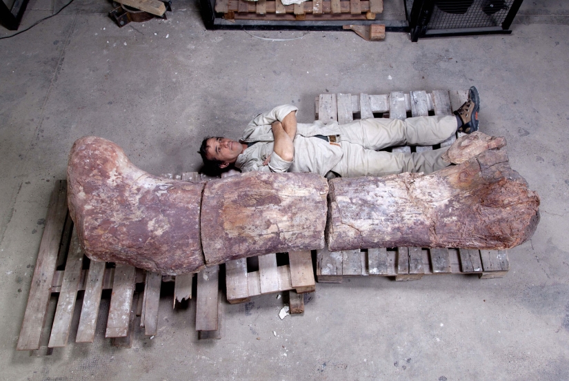 Paleontologists have unearthed a dinosaur the size of a Boeing 737 in Patagonia