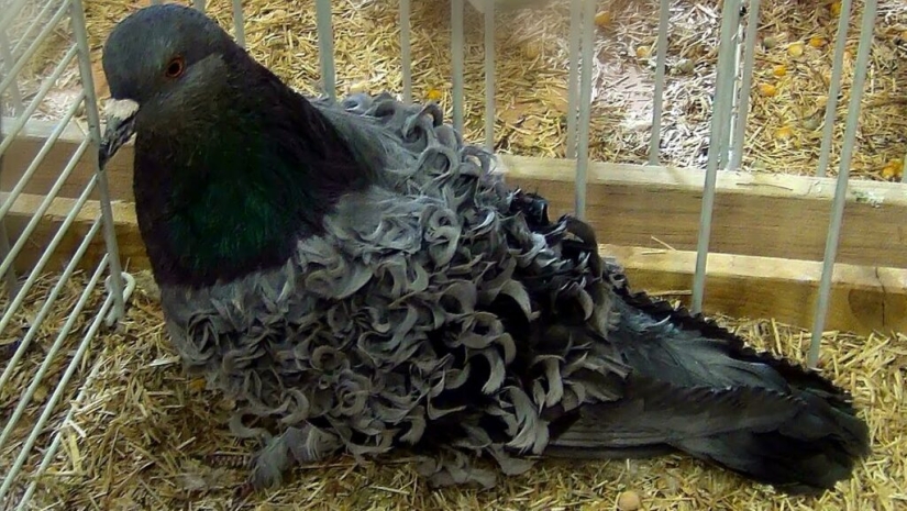 Palomas con volantes rizados, pájaros decorativos con plumas naturalmente rizadas