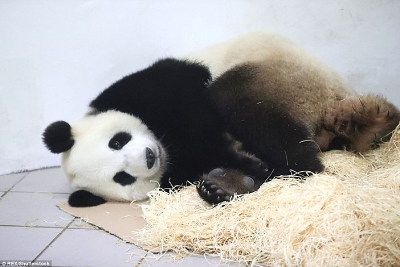 Panda Hao Hao gave birth to a tiny cub in a Belgian zoo